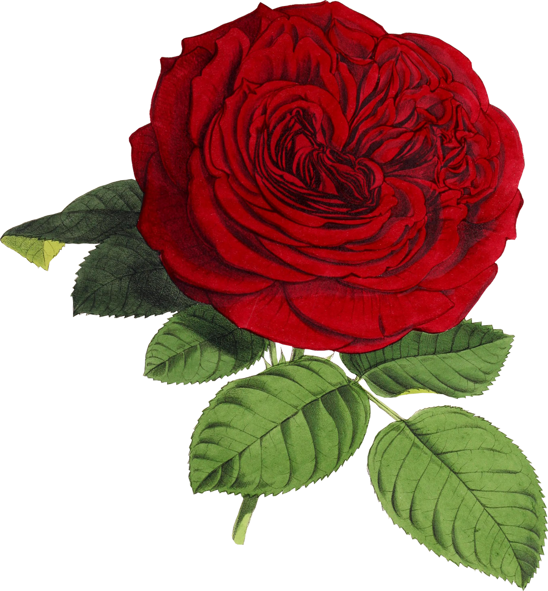 Realistic Illustration of a Rose