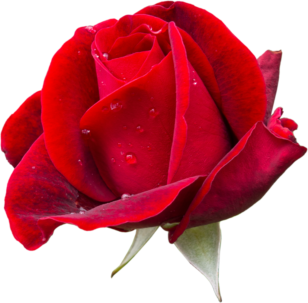 Red Rose